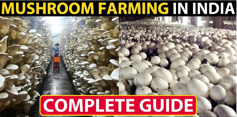 Mushroom cultivation