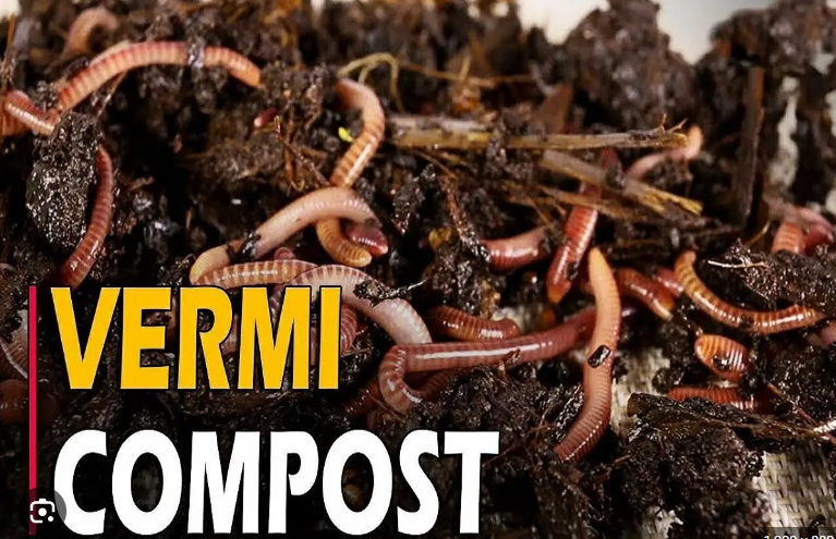 vermicompost